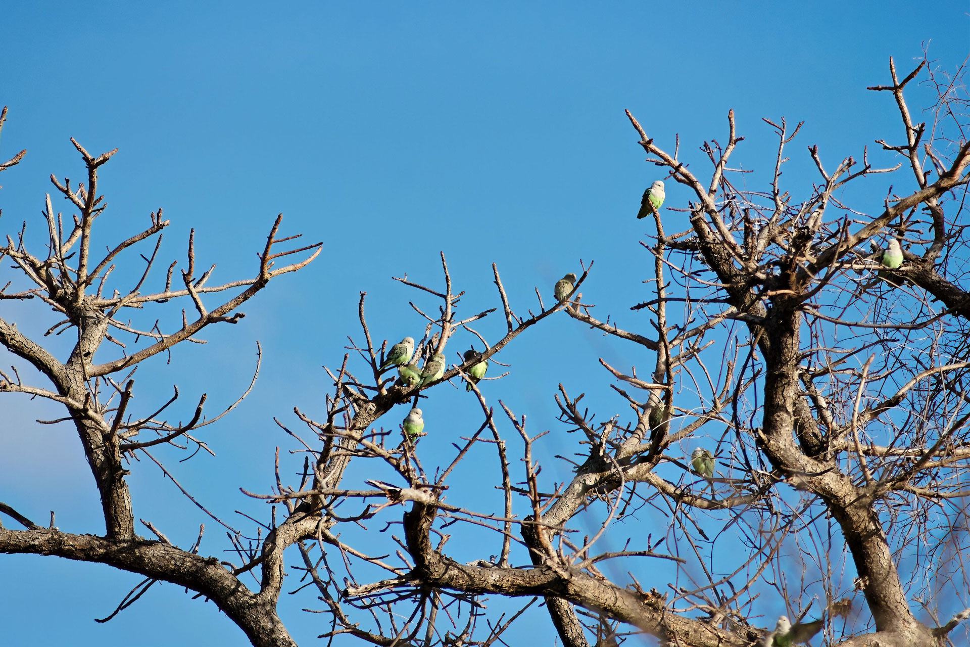 Grauköpfchen (Agapornis canus)